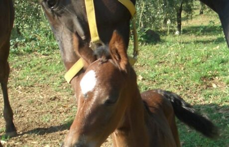 Vacances à cheval en Toscane, Italie : Jument et son poulain