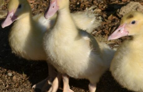 œufs bio de canard Toscane, Italie, trois canards