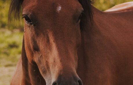 Vacances cheval en Toscane