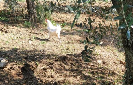 Huile d'olive Italie, oliveraie biologique en Toscane avec des poules