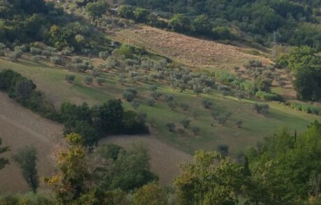 Vacances à cheval en Toscane, Italie : Chevaux dans le pré devant la maison de vacances