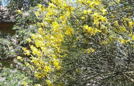 Printemps dans un gîte en Toscane, Italie