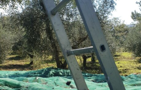 Huile d'olive Italie, récolte des olives en Toscane avec une échelle