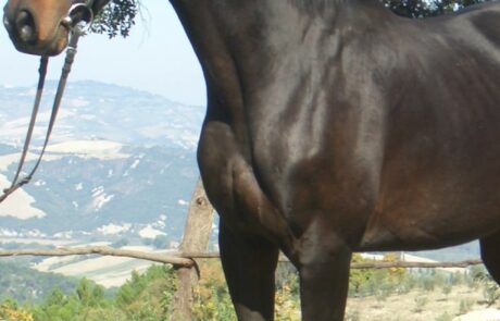 Vacances à cheval en Toscane, Italie : Cheval Hanovrien