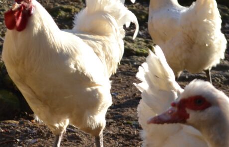 Poules au gîte en toscane