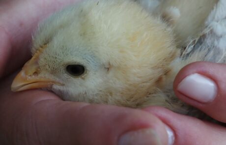 Œufs bio Toscane Italie, poussins de poules