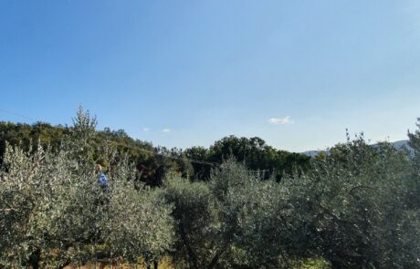 Huile d'olive Italie, récolte sur échelle dans l'oliveraie en Toscane