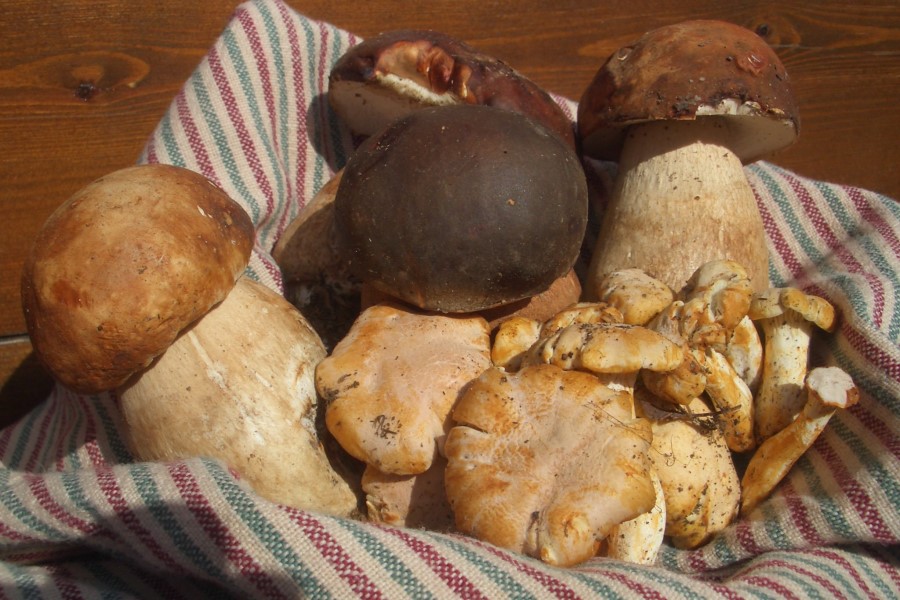 Champignons spécialité restaurant Volterra