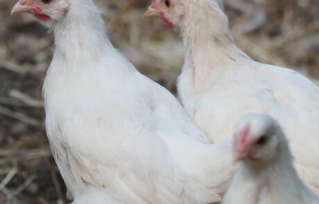 Œufs bio Toscane Italie, jeunes poules à la ferme