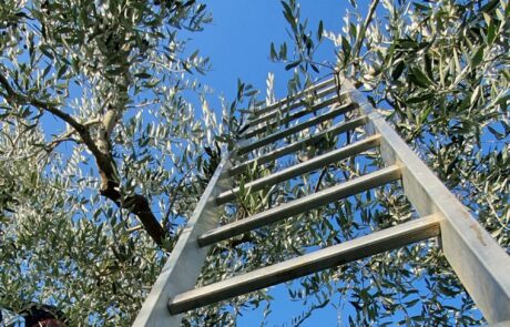 Huile d'olive Italie, récolte des olives avec échelle en Toscane