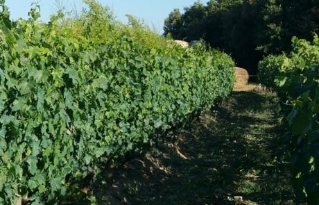 Domaine Toscane Chianti Italie : Vignes denses en août