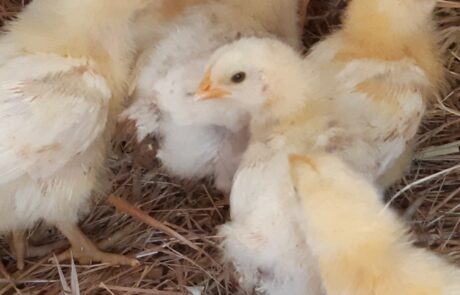 Œufs bio Toscane Italie, jeunes poussins sur la paille