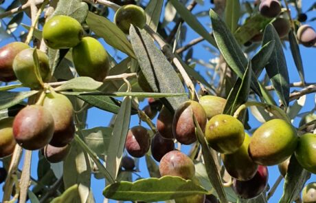 Huile d'olive Italie, récolte manuelle des olives sur échelle en Toscane