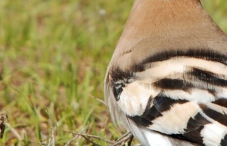 Animaux sauvages au gîte en Italie