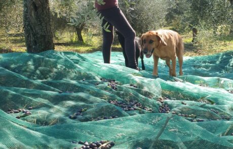 Huile d'olive Italie, récolte des olives avec une personne et un chien