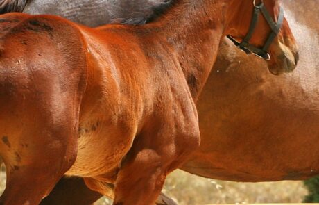 Vacances à cheval en Toscane : Exposition de poulains Hanovriens en Italie