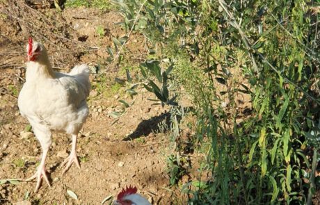 Œufs bio Toscane Italie, poules dans l'oliveraie à la ferme