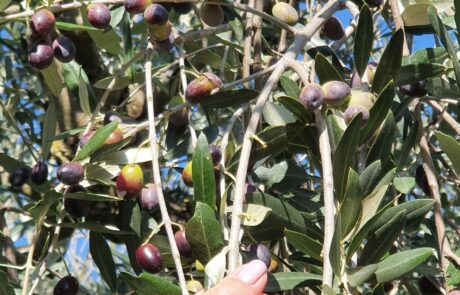 Huile d'olive Italie, récolte des olives à la main en Toscane