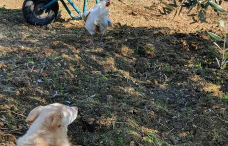 Œufs bio Toscane Italie, poule et chien dans l'oliveraie