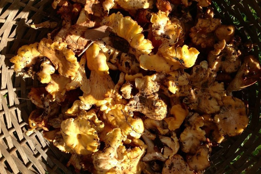 Cuisine de la Toscane : girolles fraîches, champignons de saison en automne