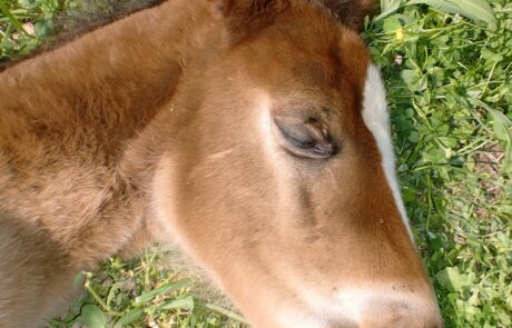 Vacances à cheval en Toscane, Italie : Un poulain dort dans les prés