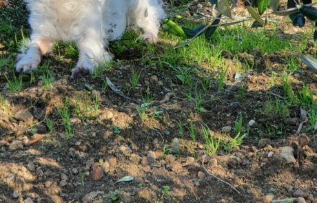 Huile d'olive Italie, chien dans l'oliveraie biologique en Toscane