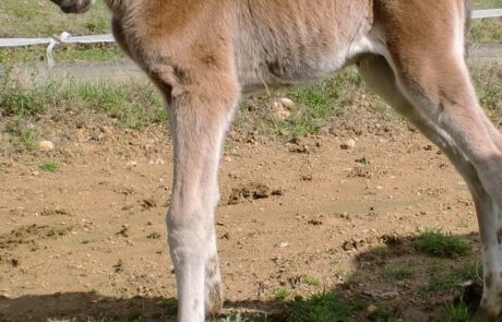 Vacances à cheval en Toscane, Italie : Poulin dans le pré du Podere Palazzone