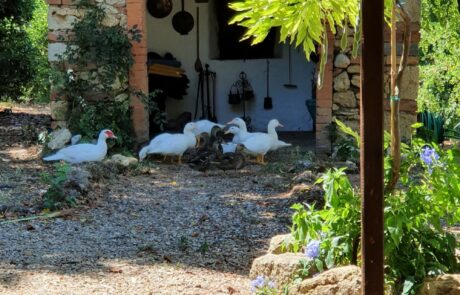 Œufs bio Toscane Italie, canards devant l'ancien four à pain