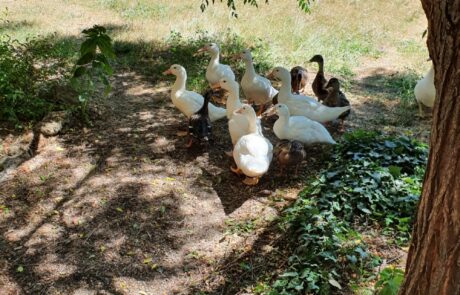 œufs bio de Toscane, Italie, avec des canards dans le jardin du gîte