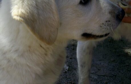 Chien en Toscane