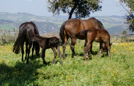 Vacances à cheval en Toscane : Chevaux près de la maison de vacances sur les collines de Volterra