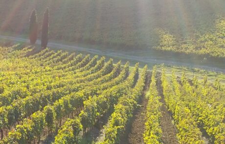 Toscane en vacances d'été, vignoble