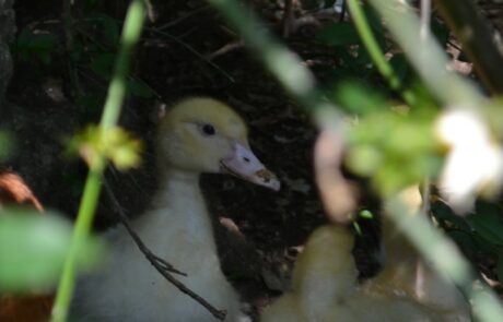 Œufs bio Toscane Italie, jeunes canards près du gîte