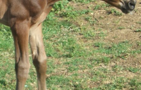 Vacances à cheval en Toscane, Italie, avec des poulains dans les prés