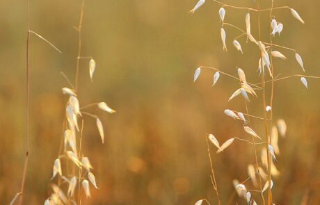 Vacances d'été en Toscane près de Sienne