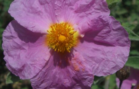 Printemps et fleurs en Toscane