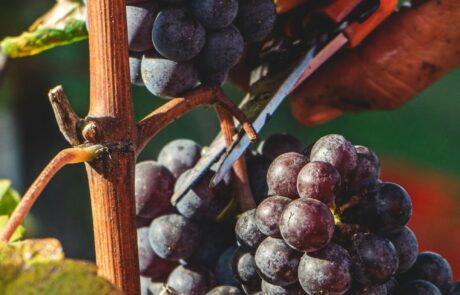 Domaine Toscane Chianti Italie : Vendange, récolte des raisins