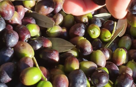 Huile d'olive Italie, olives fraîchement récoltées en Toscane