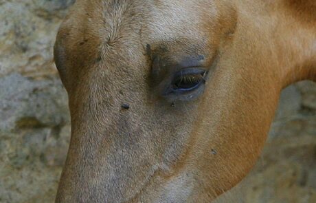 Vacances à cheval en Toscane, Italie : Poulin devant le gîte