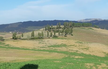 Cyprès de Toscane en hiver