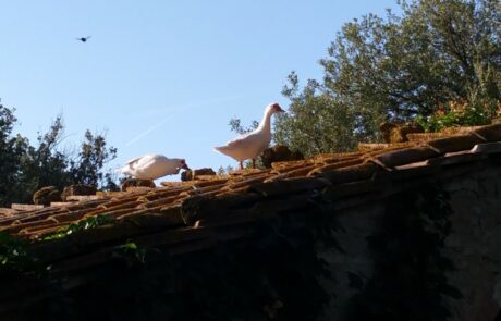 Œufs bio Toscane, Italie, canards de vol sur le toit de la ferme