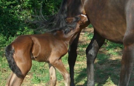 Vacances à cheval en Toscane, Italie : Le poulain tète sa jument