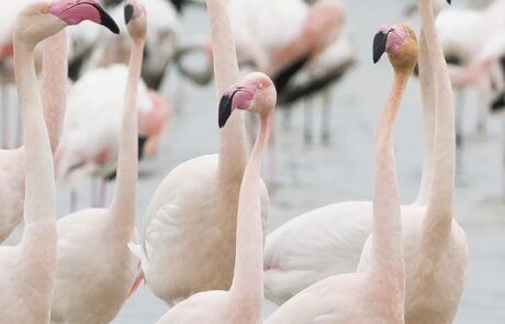 Flamants au parc en Toscane