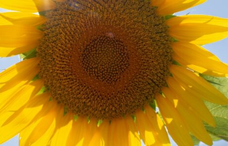 Tournesols pendant les vacances d'été en Toscane, Italie