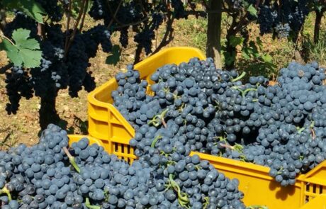 Domaine Toscane Chianti Italie : Vendange des raisins rouges