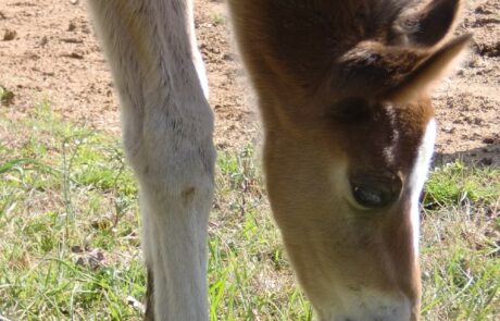 Vacances à cheval en Toscane, Italie : Poulin dans les prés