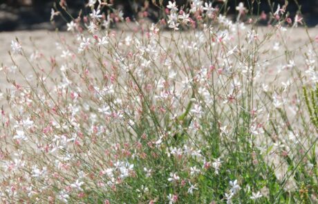 Fleurs d'été à l'agritourisme en Toscane