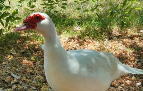 Œufs bio Toscane, Italie : canard dans le jardin