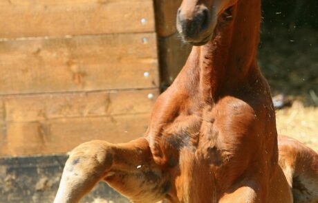 Ferme équestre en Toscane, Italie, avec élevage de chevaux propre