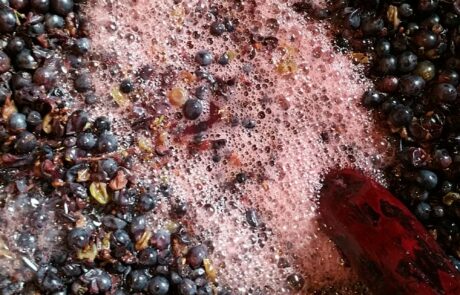 Domaine Toscane Chianti Italie : Fermentation